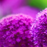 Profilfoto von Gertrude Weinhengst